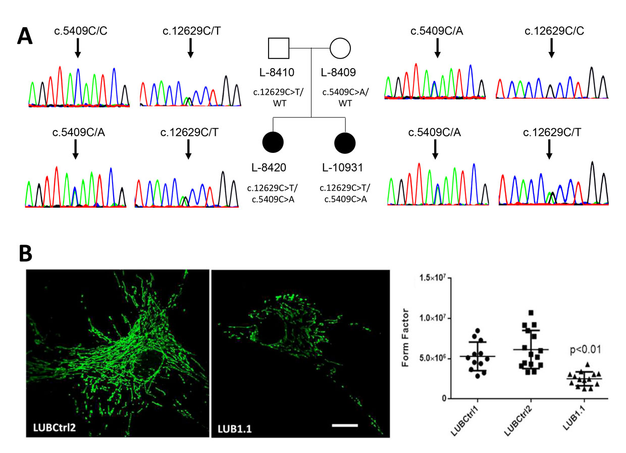 Genetics Of Rare Diseases Institute Of Neurogenetics Genetics Of Rare Diseases Institute Of Neurogenetics